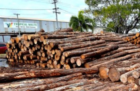 11月新西兰出口木材同比下降58%