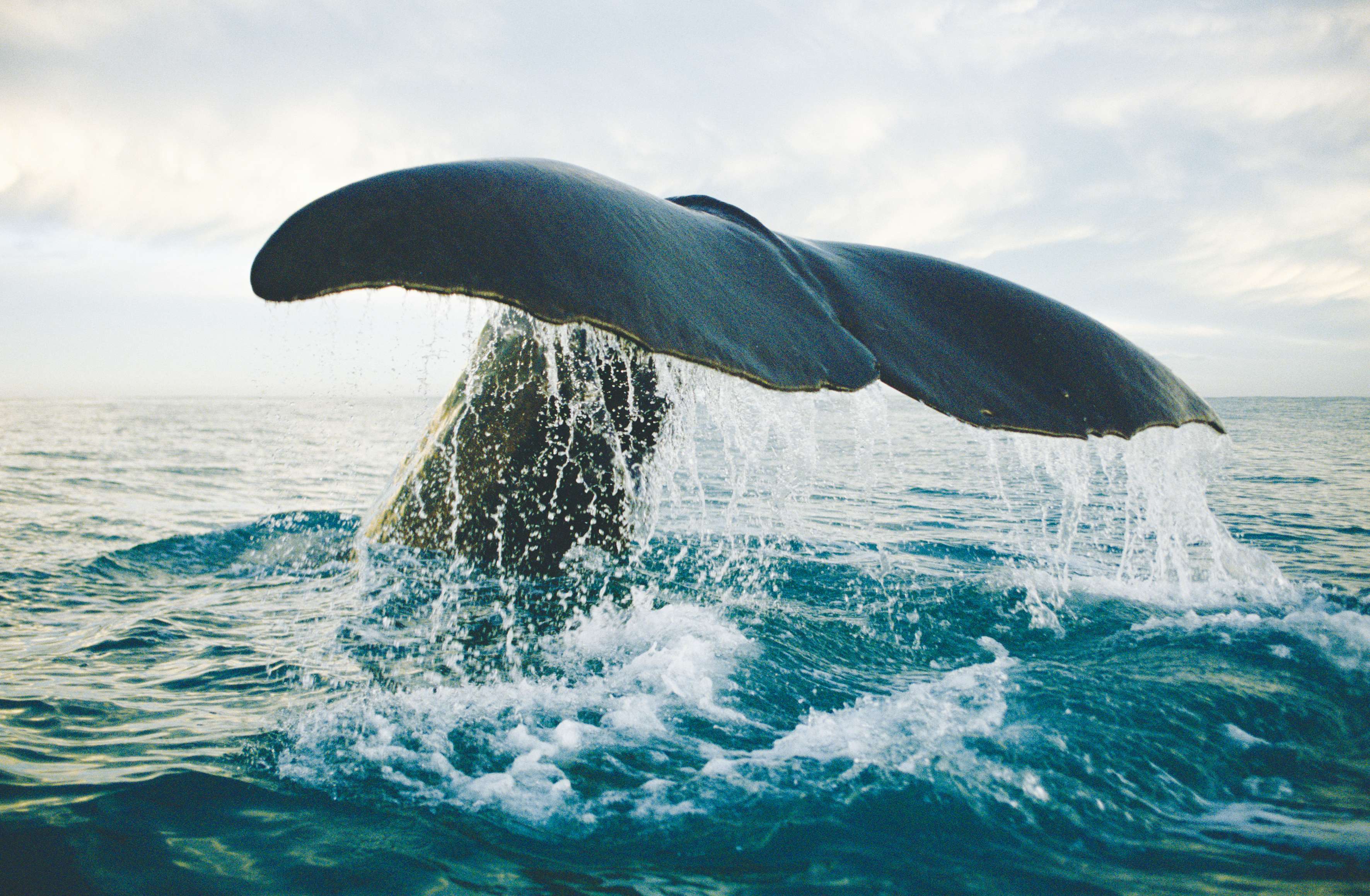抹香鲸抬起宽大的尾鳍