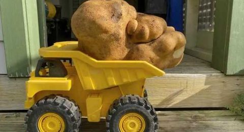 新西兰巨型土豆或成世界上最大的土豆，重达7.9公斤