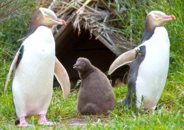 一只企鹅游泳3000公里逃到新西兰！南极到底发生了什么？