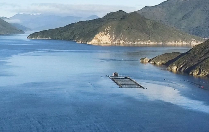 由于海水温度上升，新西兰国王鲑鱼公司将关闭国王鲑鱼养鱼场