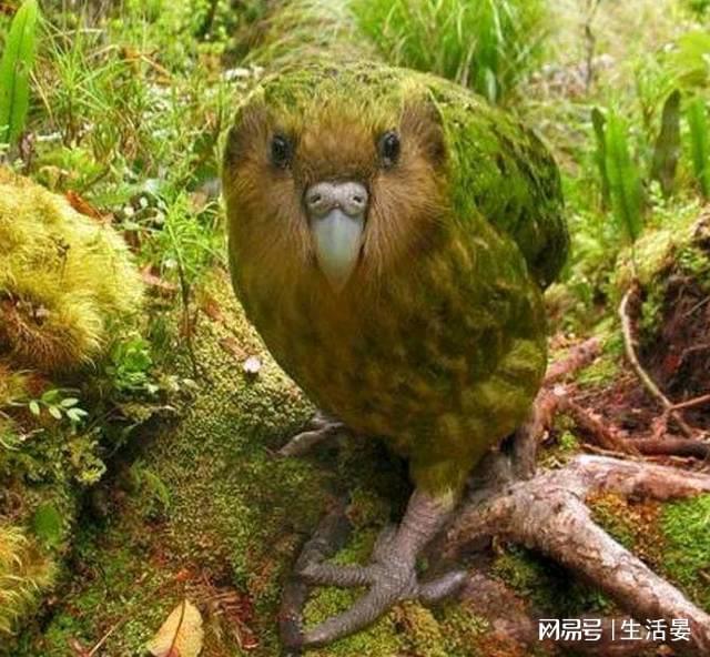不会飞的傻鸟：新西兰鸮鹦鹉的自我淘汰之路