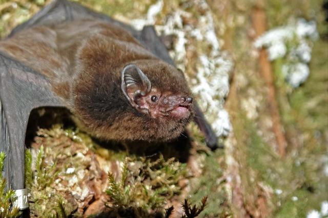 长尾蝙蝠“破格”当选新西兰“年度鸟类”